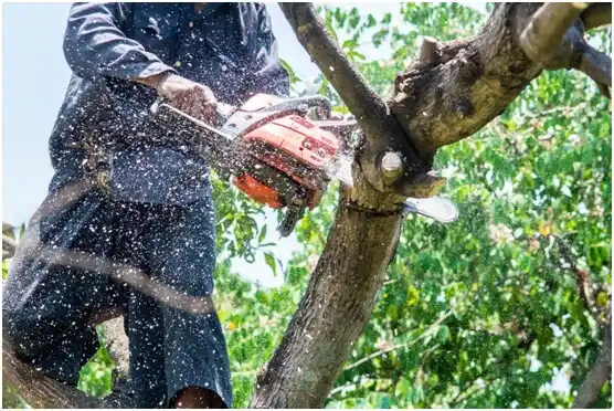 tree services Plum Creek